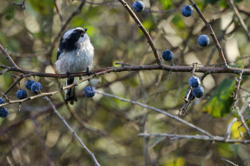 Orite à longue queue